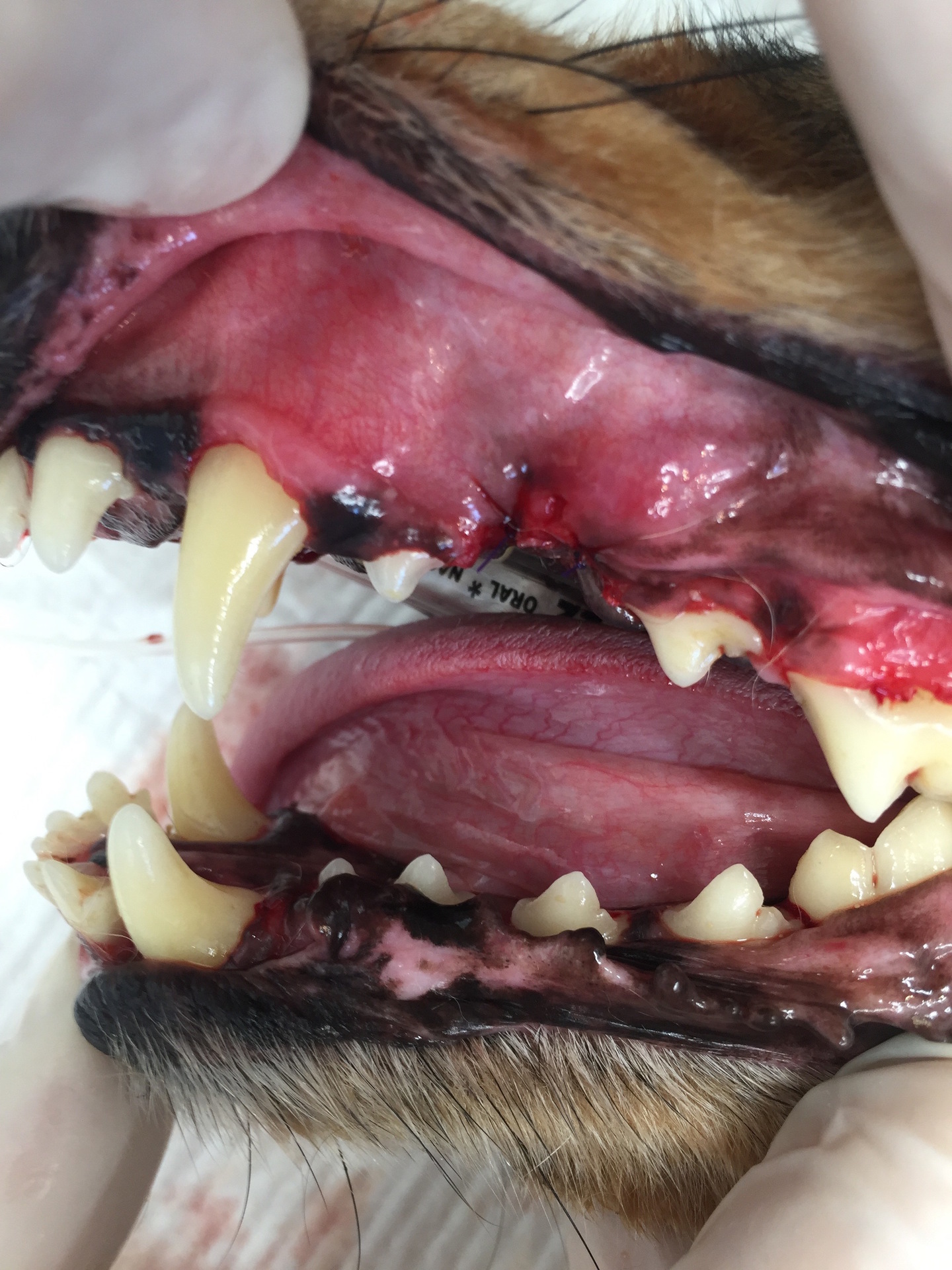 高齢犬の麻酔下歯石除去 トレア動物病院ブログ